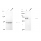 KD-Validated GARS Rabbit mAb (20 μl)