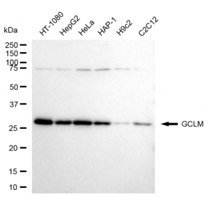 KD-Validated GCLM Rabbit mAb (20 μl)