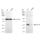 KD-Validated GCLM Rabbit mAb (20 μl)