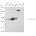 KD-Validated GLA Rabbit mAb (20 μl)
