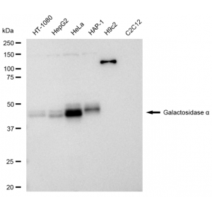 KD-Validated GLA Rabbit mAb (20 μl)