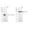 KD-Validated GLA Rabbit mAb (20 μl)