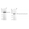 KD-Validated GORASP1 Rabbit mAb (20 μl)