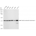 KD-Validated GOT1 Rabbit mAb (20 μl)