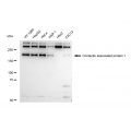 KD-Validated CNTNAP1 Rabbit mAb (20 μl)