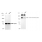 KD-Validated CNTNAP1 Rabbit mAb (20 μl)