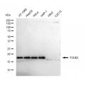 KD-Validated TCEB2 Rabbit mAb (20 μl)