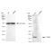 KD-Validated TCEB2 Rabbit mAb (20 μl)