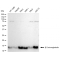KD-Validated B2M Rabbit mAb (20 μl)