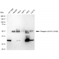 KD-Validated Phospho-GATA3 (S308) Rabbit mAb (20 μl)