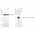 KD-Validated Phospho-GATA3 (S308) Rabbit mAb (20 μl)