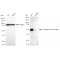 KD-Validated Phospho-GATA3 (S308) Rabbit mAb (20 μl)