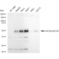 KD-Validated GATA2/3 Rabbit mAb (20 μl)