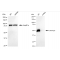 KD-Validated GATA2/3 Rabbit mAb (20 μl)