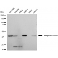 KD-Validated CTSL Rabbit mAb (20 μl)