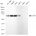 KD-Validated CDT1 Rabbit mAb (20 μl)