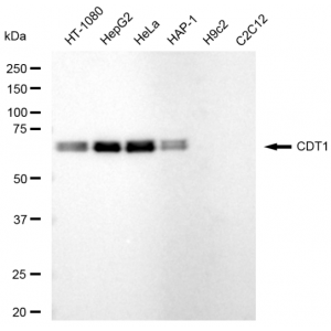KD-Validated CDT1 Rabbit mAb (20 μl)