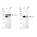 KD-Validated CDT1 Rabbit mAb (20 μl)