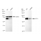 KD-Validated CDT1 Rabbit mAb (20 μl)