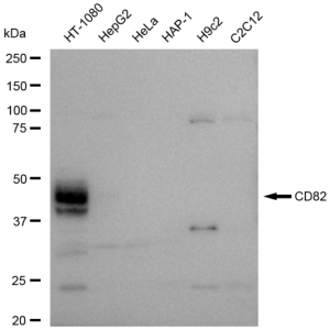 KD-Validated CD82 Rabbit mAb (20 μl)