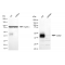 KD-Validated CD82 Rabbit mAb (20 μl)