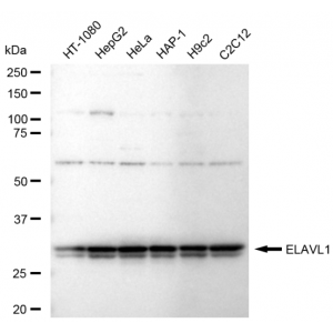 KD-Validated ELAVL1 Rabbit mAb (20 μl)