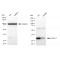 KD-Validated ELAVL1 Rabbit mAb (20 μl)