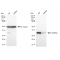 KD-Validated GEMIN2 Rabbit mAb (20 μl)