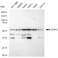 KD-Validated GOPC Rabbit mAb (20 μl)