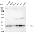 KD-Validated HRAS Rabbit mAb (20 μl)