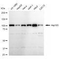 KD-Validated Hsp105 Rabbit mAb (20 μl)