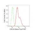 KD-Validated CDC42 Rabbit mAb (20 μl)