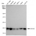 KD-Validated CDC42 Rabbit mAb (20 μl)