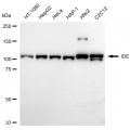 KD-Validated IDE Rabbit mAb (20 μl)