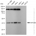 KD-Validated HIF1AN Rabbit mAb (20 μl)