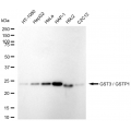KD-Validated GSTP1 Rabbit mAb (20 μl)