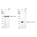 KD-Validated GSTP1 Rabbit mAb (20 μl)