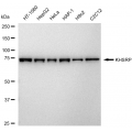 KD-Validated KHSRP Rabbit mAb (20 μl)
