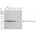 KD-Validated GSC Rabbit mAb (20 μl)