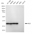 KD-Validated MLD Rabbit mAb (20 μl)