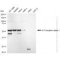 KD-Validated IL13RA1 Rabbit mAb (20 μl)