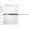 KD-Validated Phospho-Src (Y529) Rabbit mAb (20 μl)