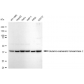 KD-Validated GOT2 Rabbit mAb (20 μl)