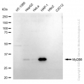 KD-Validated MYD88 Rabbit mAb (20 μl)