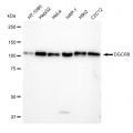 KD-Validated DGCR8 Rabbit mAb (20 μl)