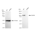 KD-Validated DGCR8 Rabbit mAb (20 μl)