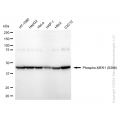 KD-Validated Phospho-MEK1 (S298) Rabbit mAb (20 μl)
