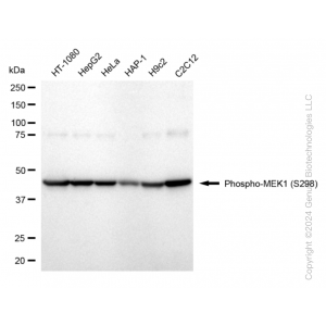 KD-Validated Phospho-MEK1 (S298) Rabbit mAb (20 μl)