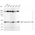 KD-Validated Phospho-MEK1 (T292) Rabbit mAb (20 μl)