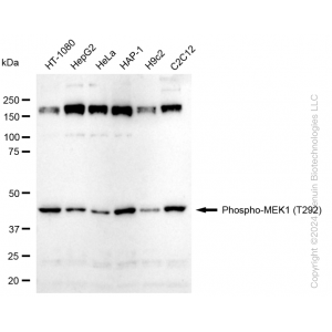 KD-Validated Phospho-MEK1 (T292) Rabbit mAb (20 μl)